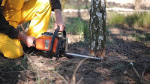 Why Choose Our Tree Removal Services in Pawtucket, RI?