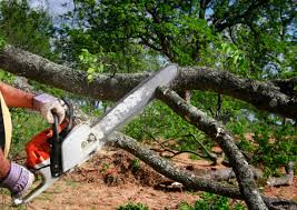 Reliable Pawtucket, RI  Tree Services Solutions